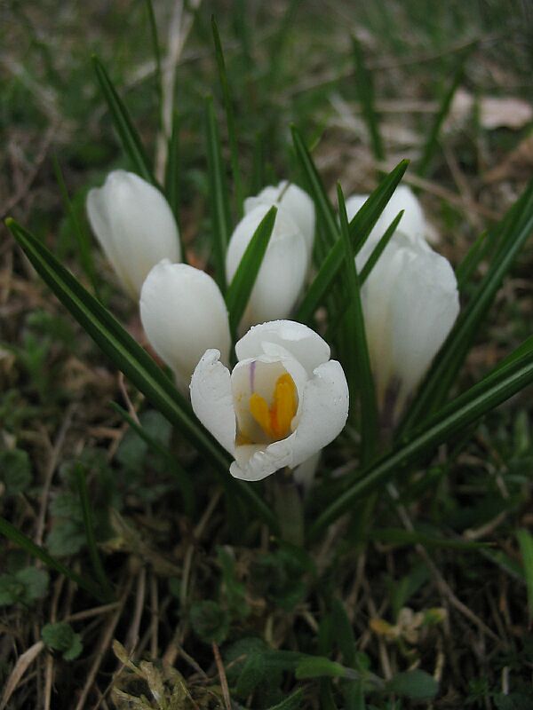 Crocus vernus  / Zafferano alpino